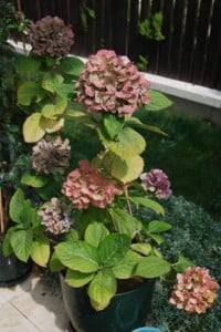 Pastel renkli çiçekler ve bitkiler