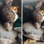 El-Orgusu-Oyuncak-Tavsan