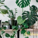 Evinizin-Icinde-Cicekler-Kullanin-bydekorasyon