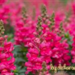 Aslanagzi-bydekorasyon