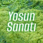 Yosun Sanatı ile İyileştiren Dekorlar – bydekorasyon