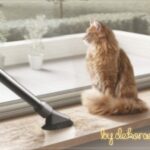 Dyson-ile-Evcil-Hayvan-Bakimi-ve-Mevsim-Gecisleri-1-bydekorasyon